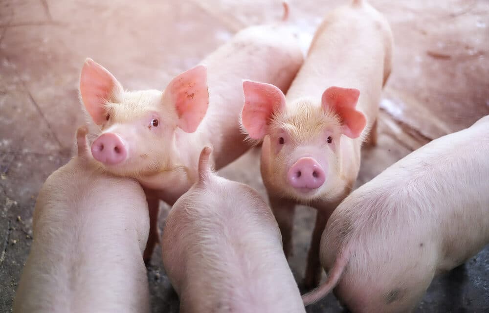 A new superbug has just been discovered in pigs capable of jumping to humans