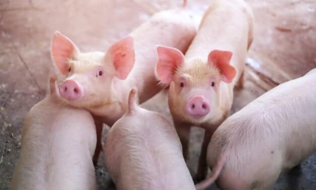 A new superbug has just been discovered in pigs capable of jumping to humans