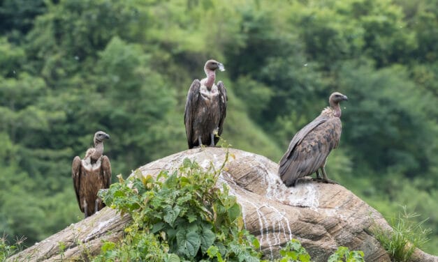 Catastrophic decline of vulture populations in Africa and Asia could lead to spread of deadly old and new diseases