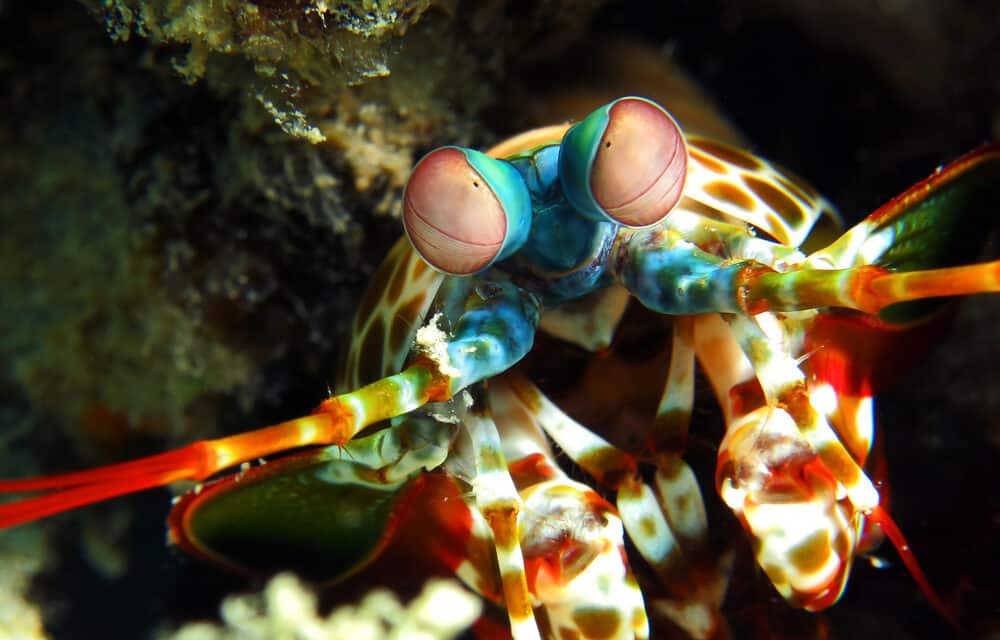 Dangerous mantis shrimp that can shred fingers to the bone found in US waters