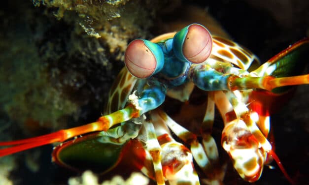 Dangerous mantis shrimp that can shred fingers to the bone found in US waters