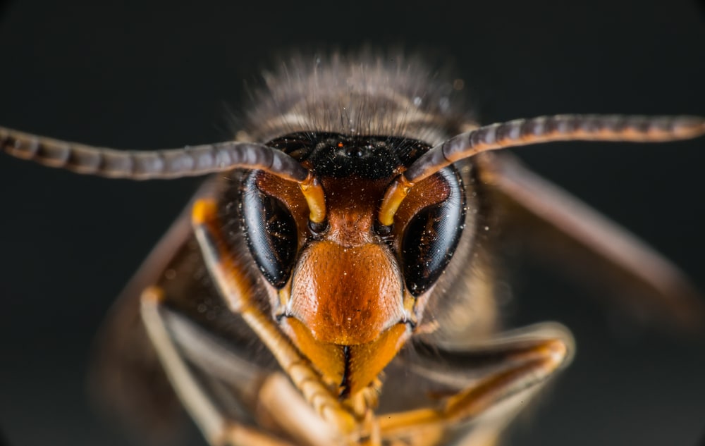 Woke U.S. Scientist Changes Name Of ‘Asian Giant Hornet’ To Be Less Offensive To China