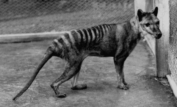 Scientists are wanting to revive the Tasmanian tiger that’s been extinct for over 100 years