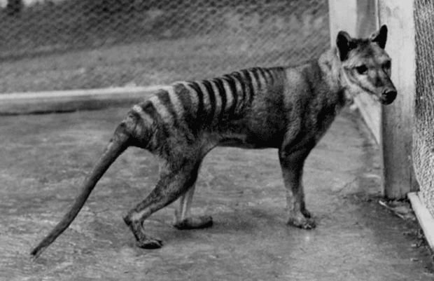 Scientists are wanting to revive the Tasmanian tiger that’s been extinct for over 100 years