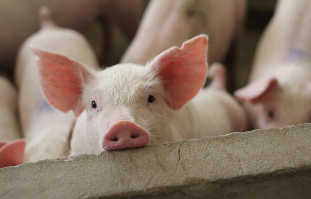 New research said to confound conventional wisdom about life and death, Restore cells in organs of dead pigs