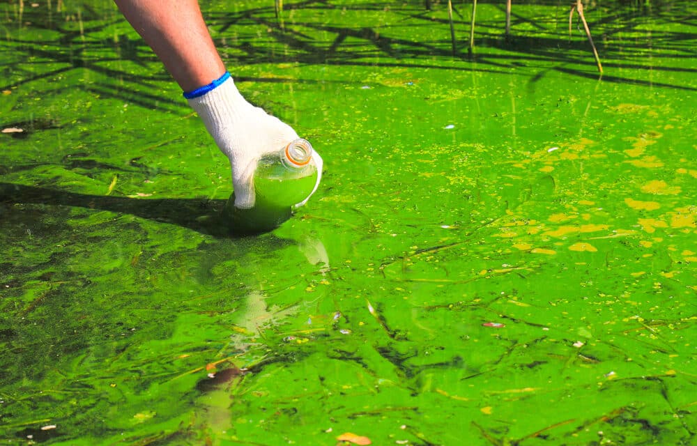 An ‘unprecedented’ algae bloom is killing scores of across SF Bay