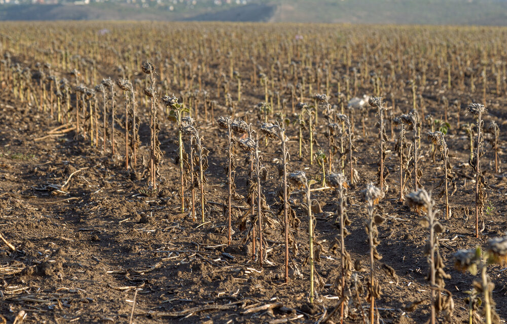 Will catastrophic crop losses in 2022 lead to unprecedented shortages in 2023?