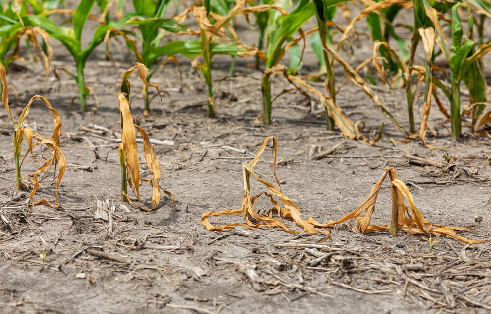 Horrifying drought causing widespread crop failures throughout the United States and Europe