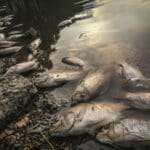 Catastrophic wildfire and flash floods causing thousands of fish to wash up along California river