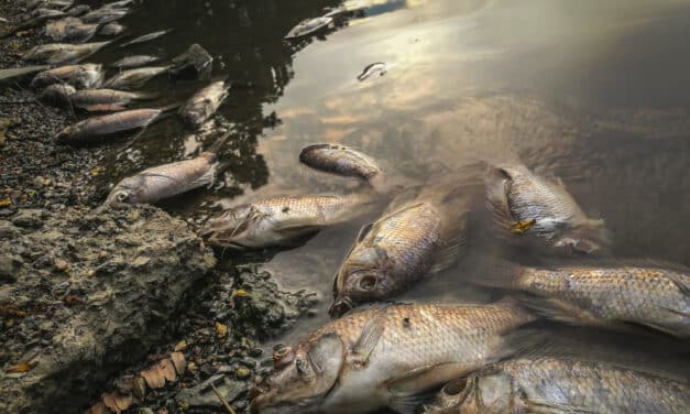 Catastrophic wildfire and flash floods causing thousands of fish to wash up along California river