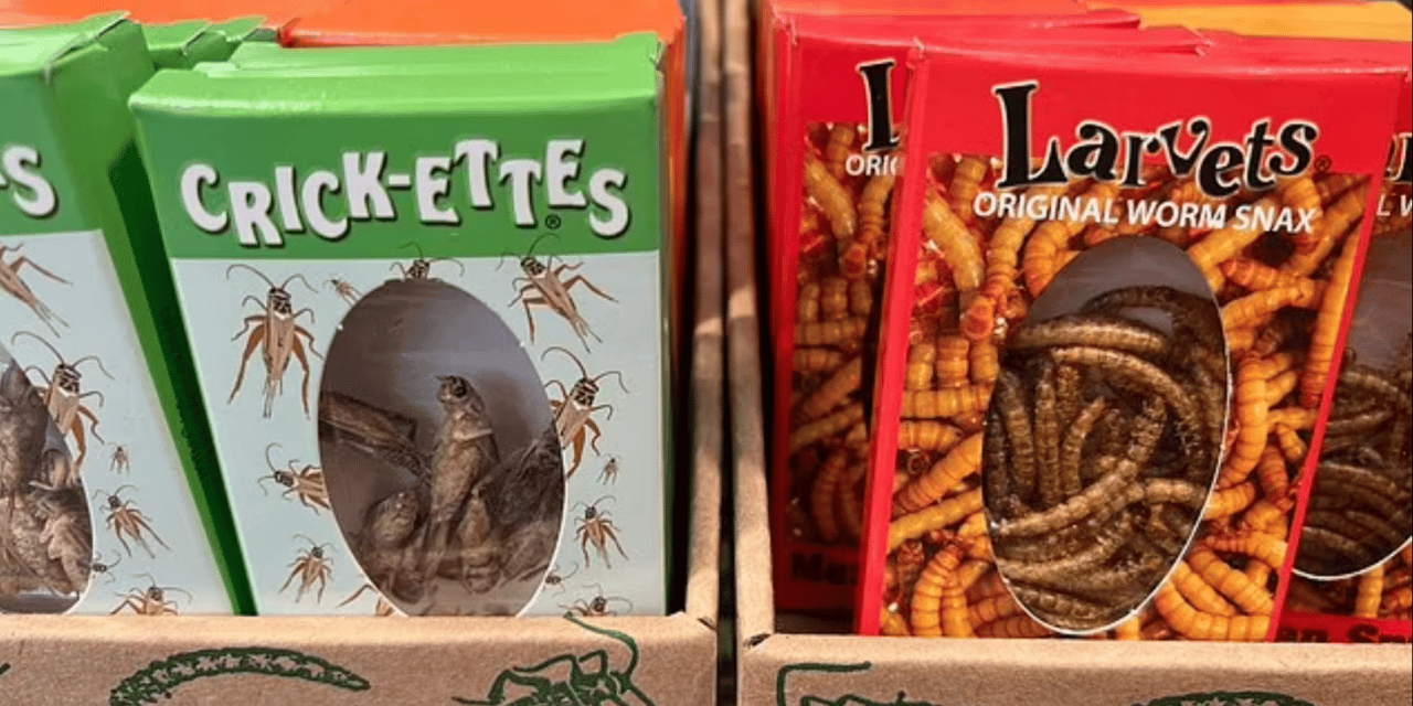 They are already preparing us to replace common snacks with insects
