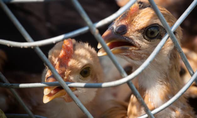 Bird flu has now spread to Southern California, infecting chickens, wild birds and other animals