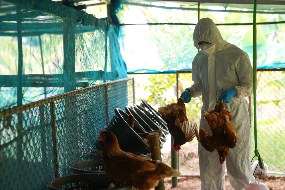 The US is reaching record poultry deaths from bird flu