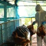 Worst bird flu outbreak ever recorded sweeping across North America and Europe killing over 97.7 million birds