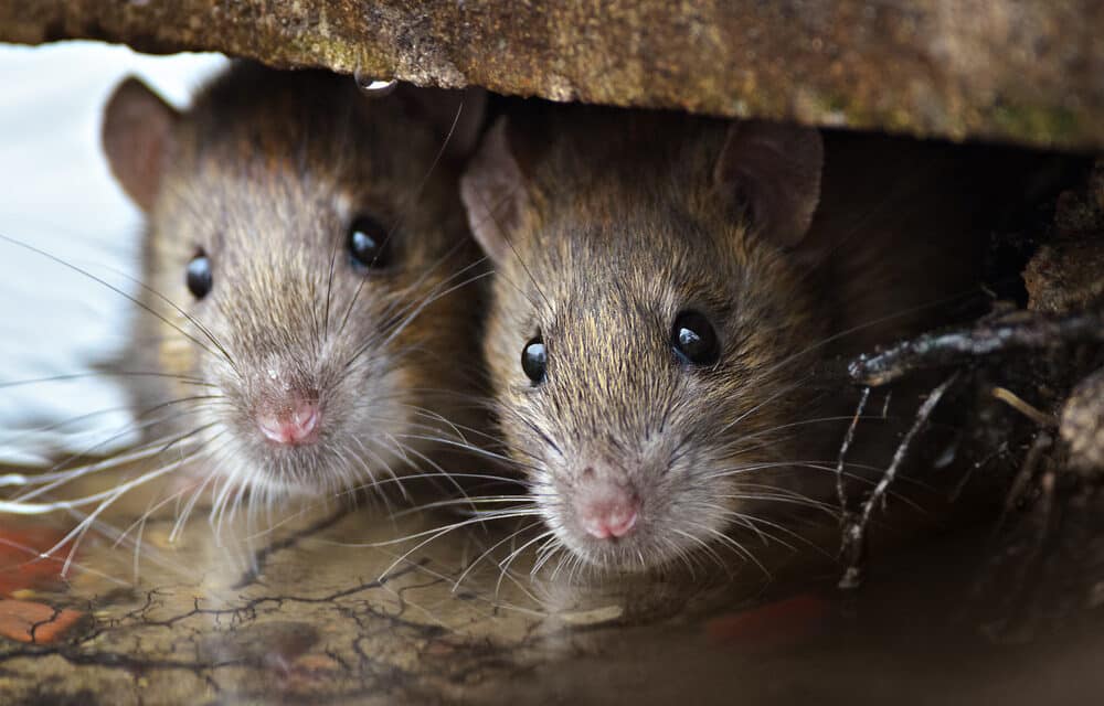 ‘Rodent plague’ in Tibet has killed at least 2 and China is warning residents to stay at home