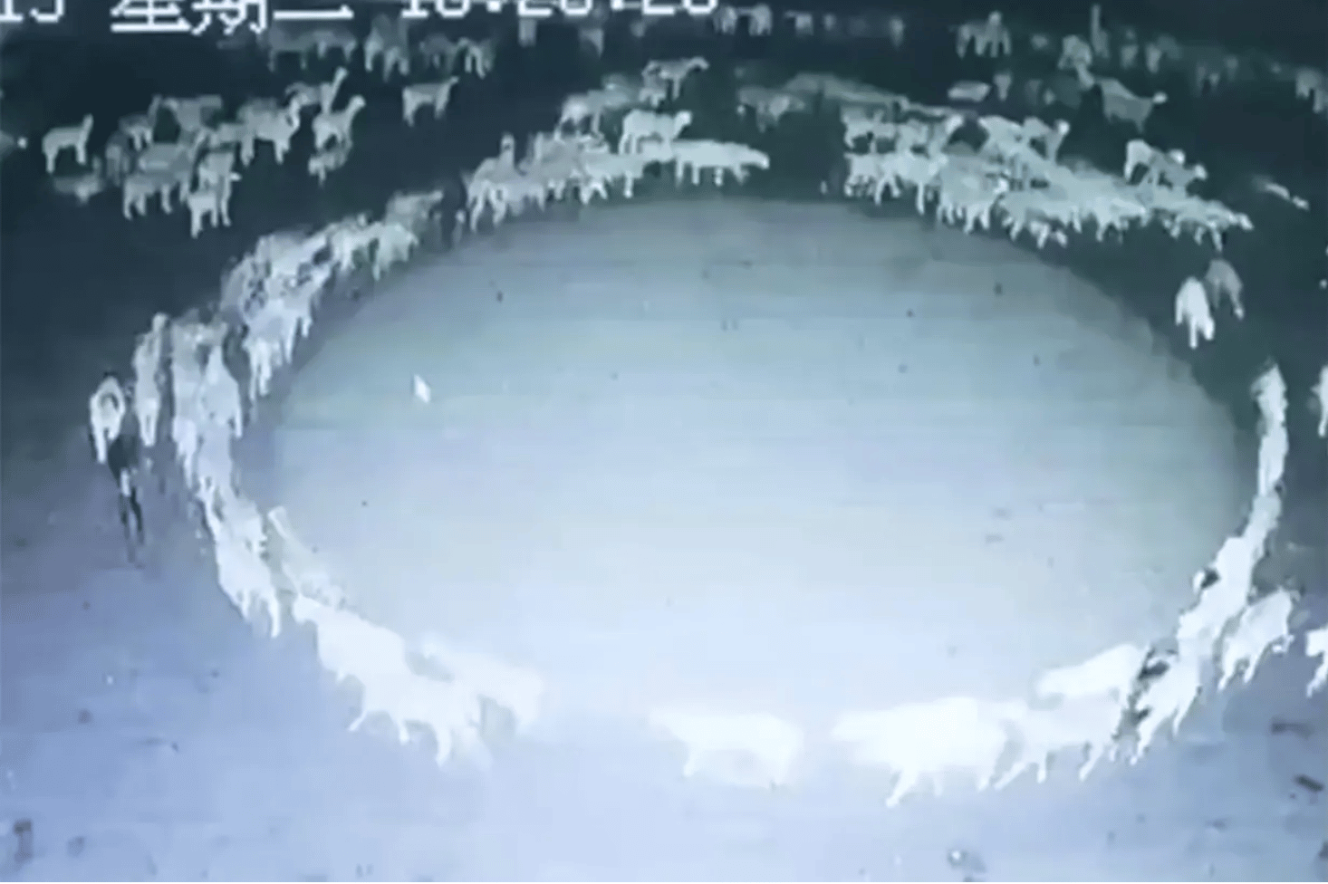 (WATCH) Massive flock of sheep has been walking in a circle for 12 days straight in China