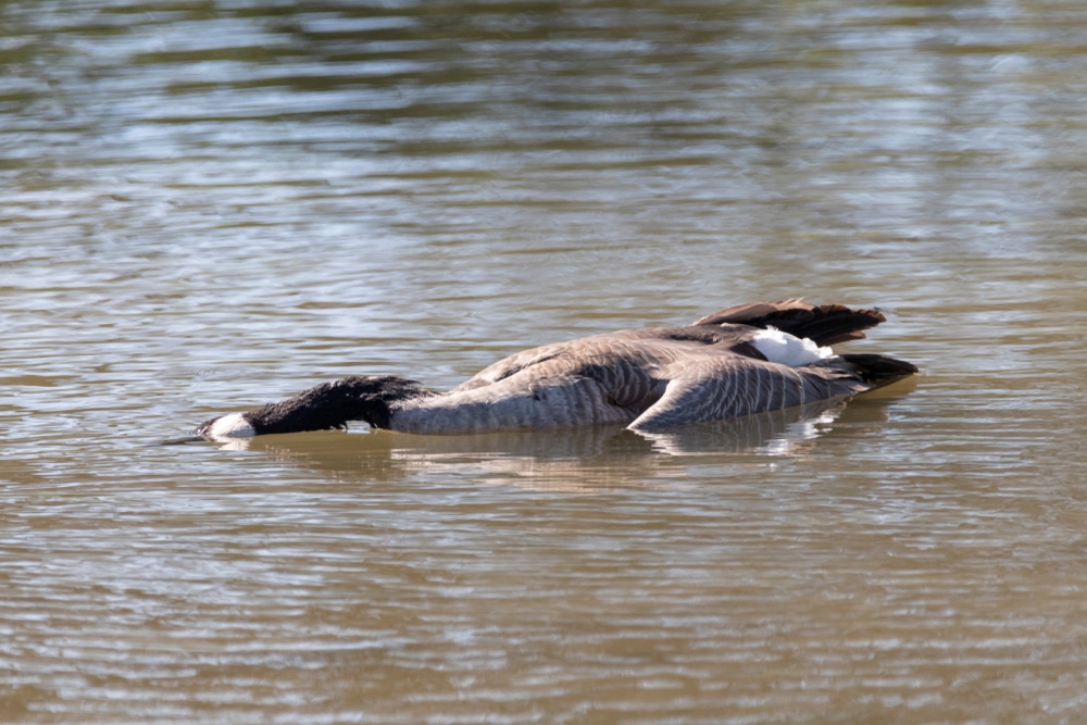 More than 100 geese and 25 ducks have been found dead on Minnesota lake