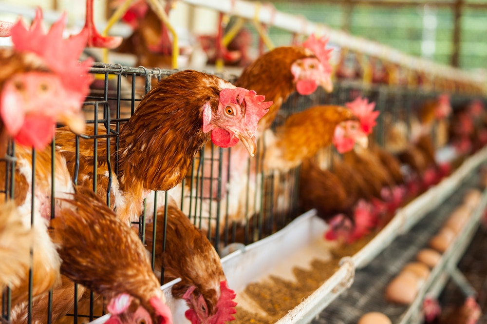 Avian flu outbreak has wiped out over 50 million birds across the U.S