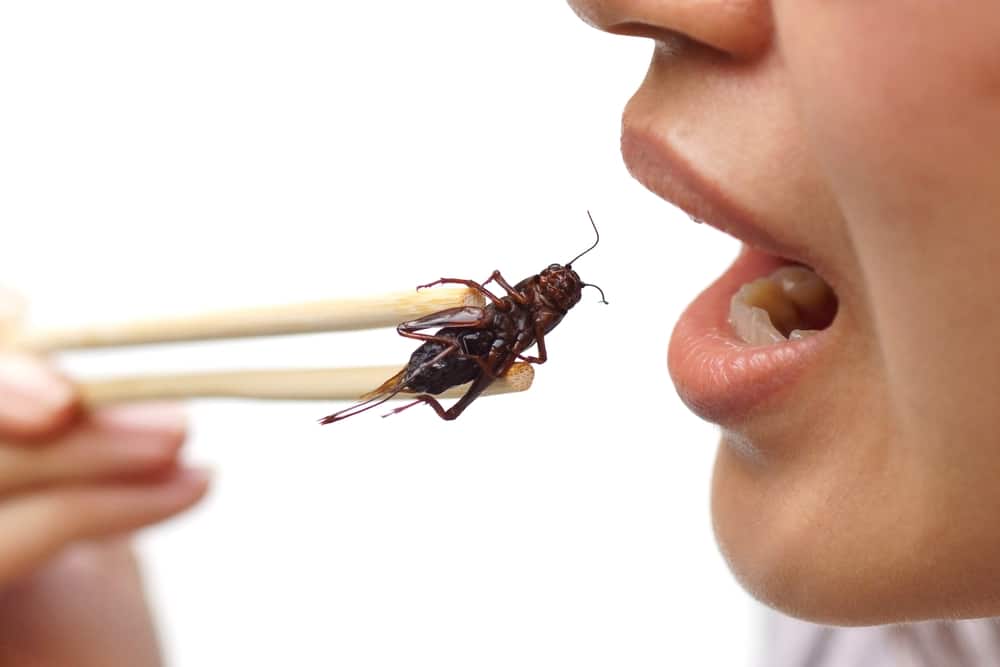 Washington Post suggests that Americans should try eating insects as an alternative to traditional seasonal dinners