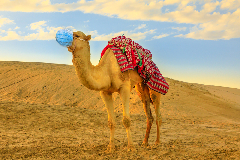 DEVELOPING: Experts warn of ‘Camel Flu’ – which kills up to a THIRD of everyone it strikes spreading from World Cup