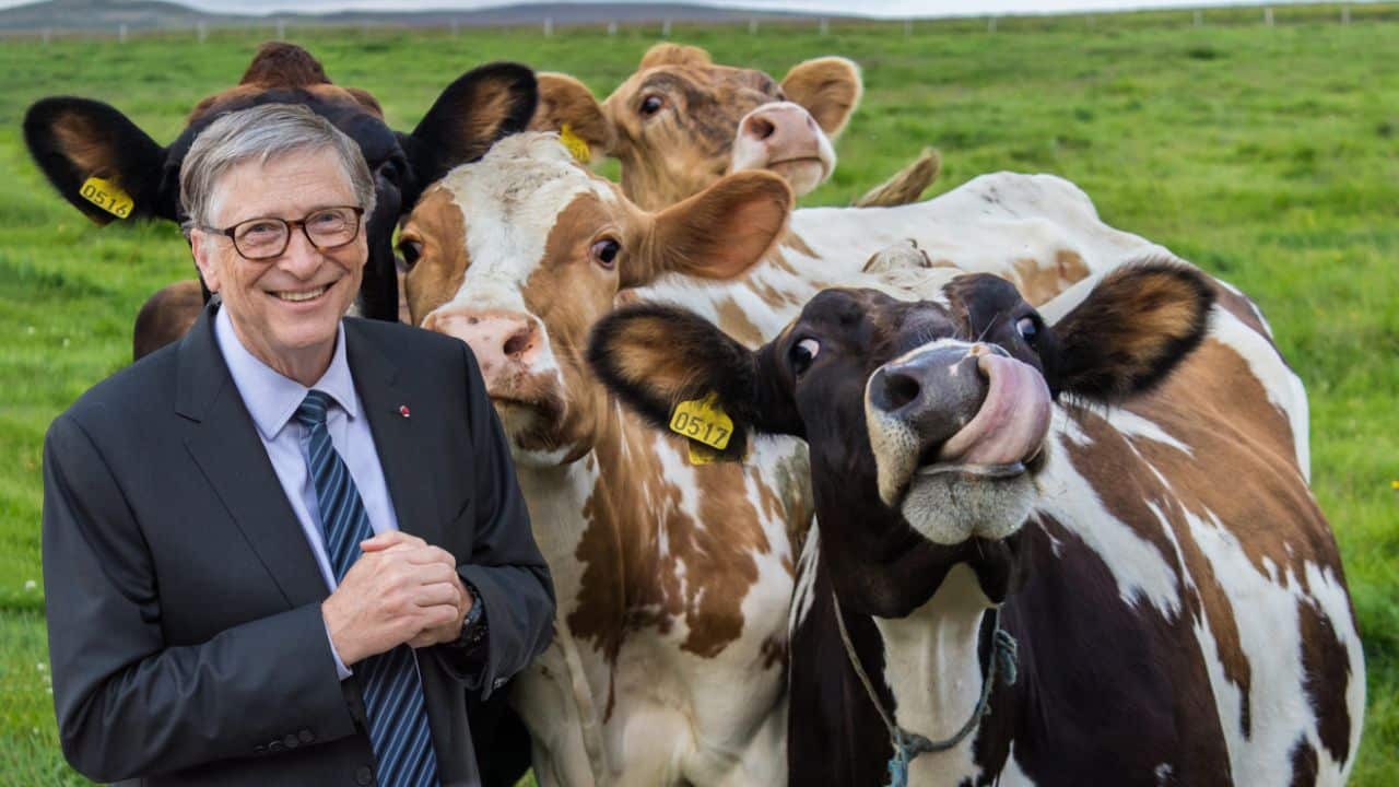 Bill Gates wants to stop cows from burping in his latest investment