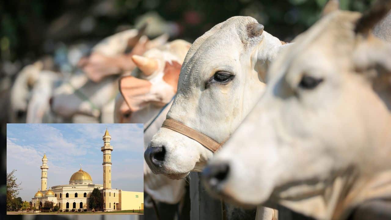 Detroit-area city with large Muslim population approves animal sacrifice for “religious reasons”