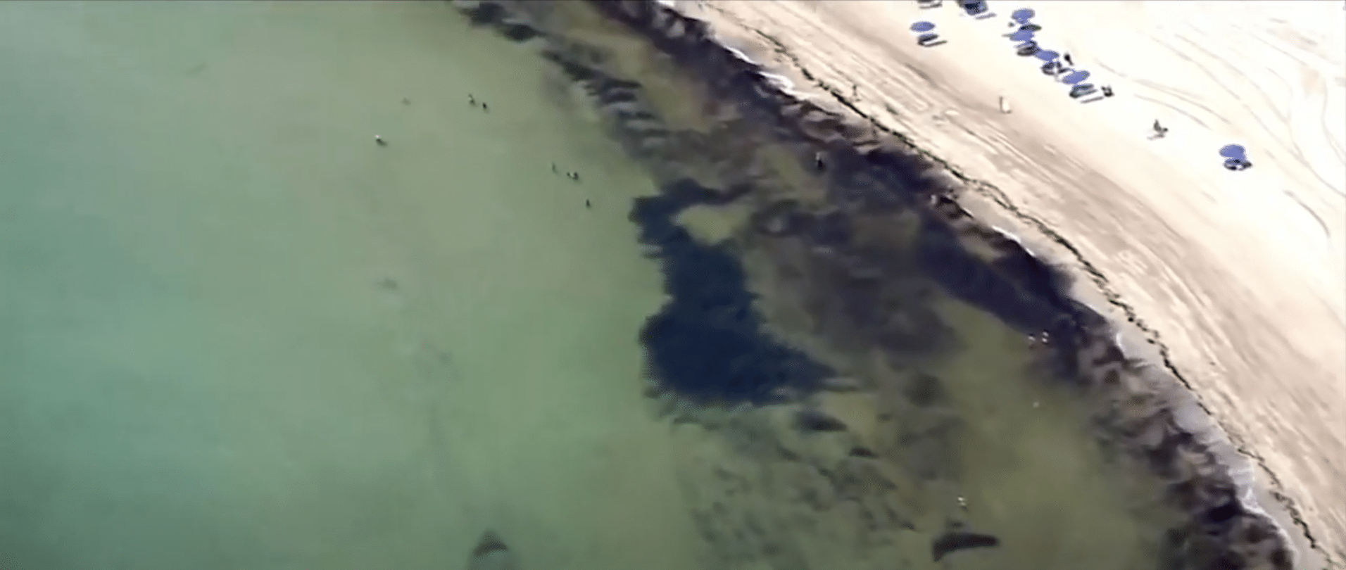 Giant blob of seaweed twice the width of US takes aim at Florida, Locals report burning eyes and breathing problems