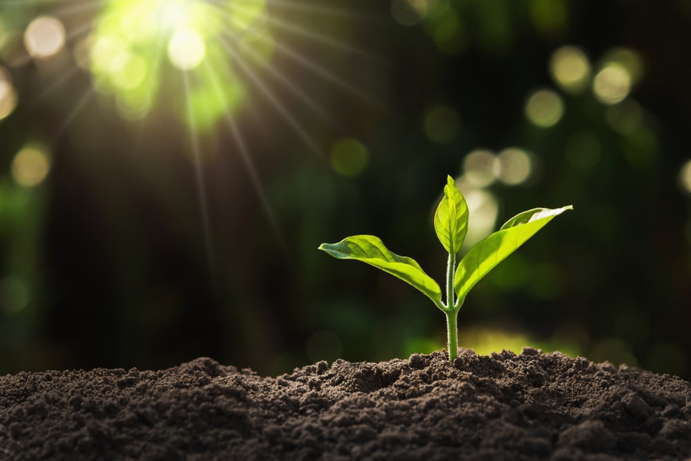 (WATCH) In groundbreaking research, Israeli team records plants ‘talking’ for first time