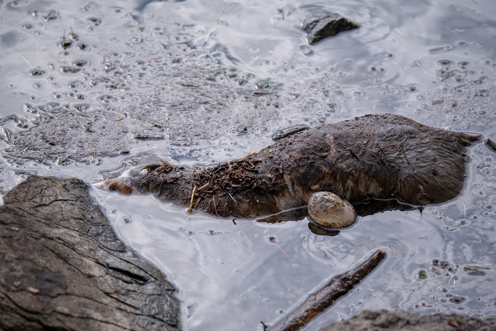Rare strain of parasite that killed 4 otters in California could pose danger to humans