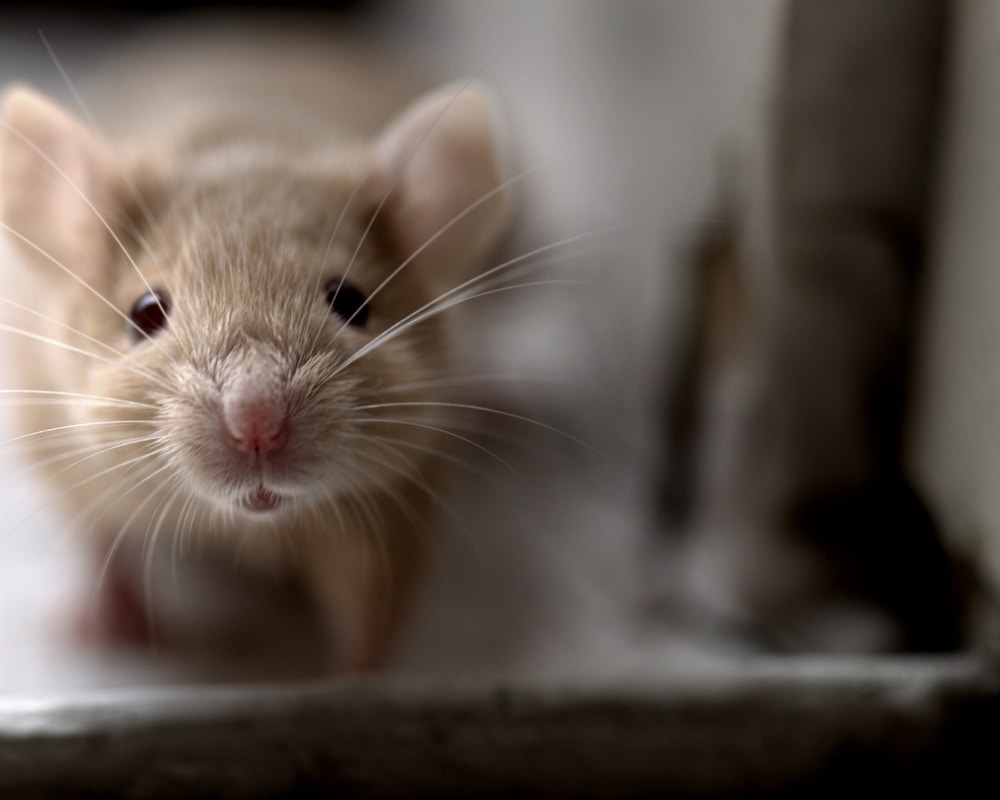 Scientists just created mice with two fathers after making eggs from male cells, Want to guess what the next step would be?