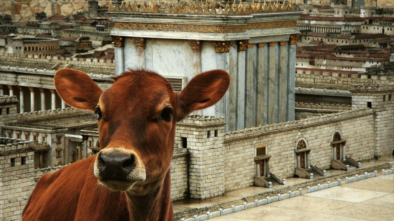 Jews and Christians come together to reinstate the Biblical commandment of the Red Heifer