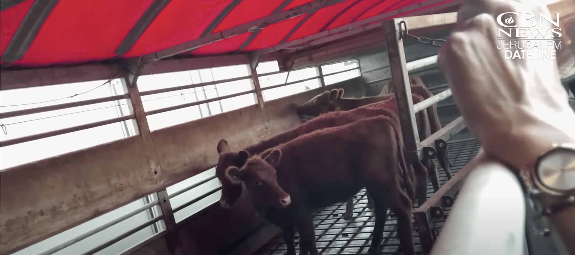 The next phase for the red heifers in preparation for coming third temple being prepared