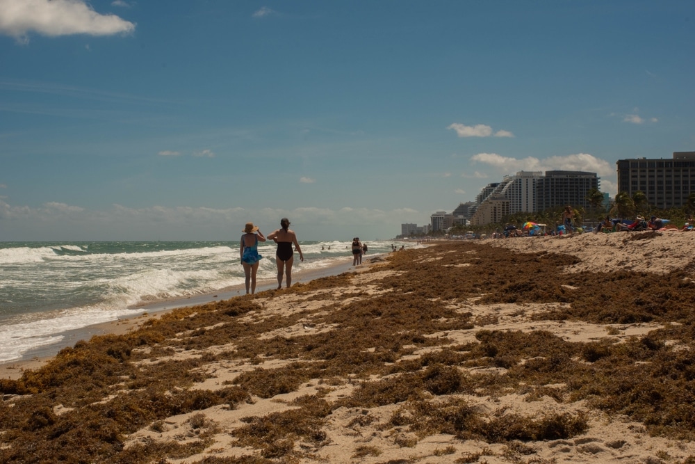 Seaweed washing ashore Florida contains flesh eating bacteria