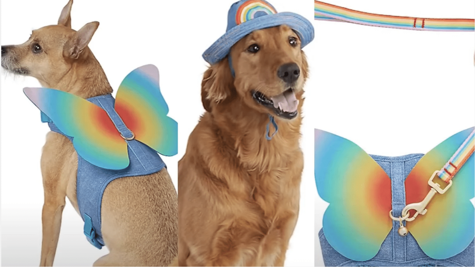 (WATCH) PetSmart unveils LGBTQ-themed products ‘for your gender-fluid fish’ and other gay pets