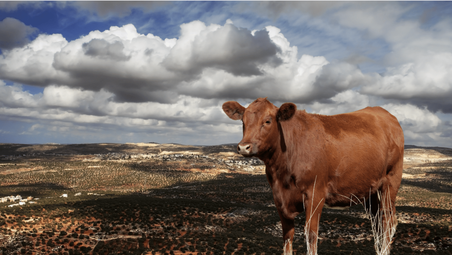 Millions could soon flock to Samaria to see Biblical red heifer