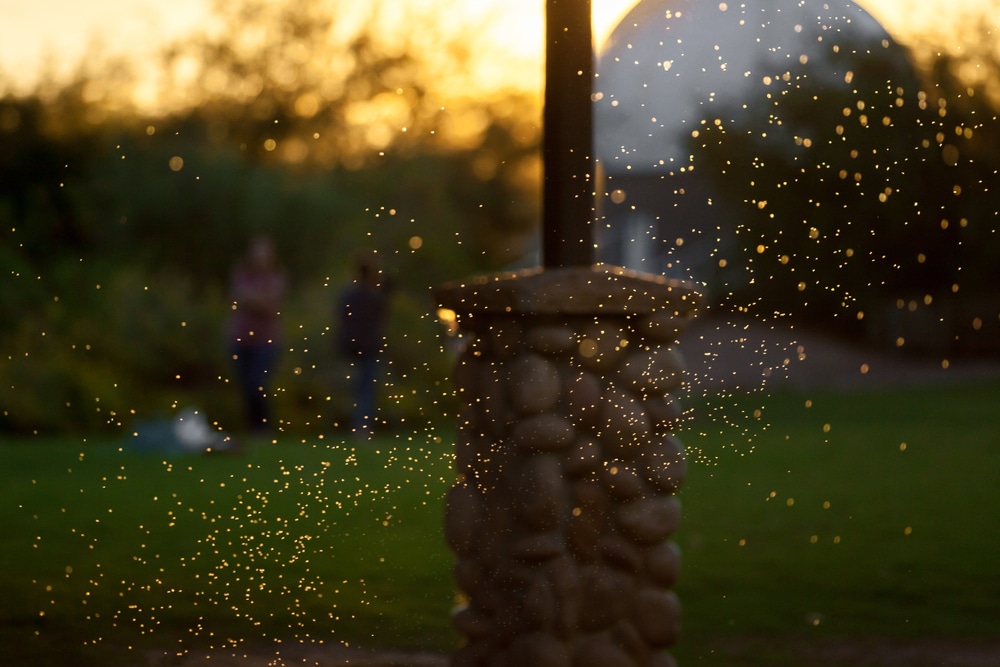 Swarm of Gnat-like insects have been spotted all over NY City