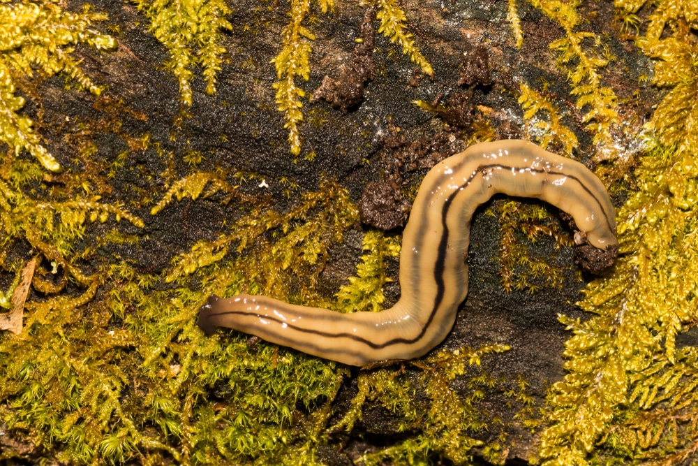 Invasive and toxic Hammerhead Worms appear in Washington, D.C., Maryland, and Virginia