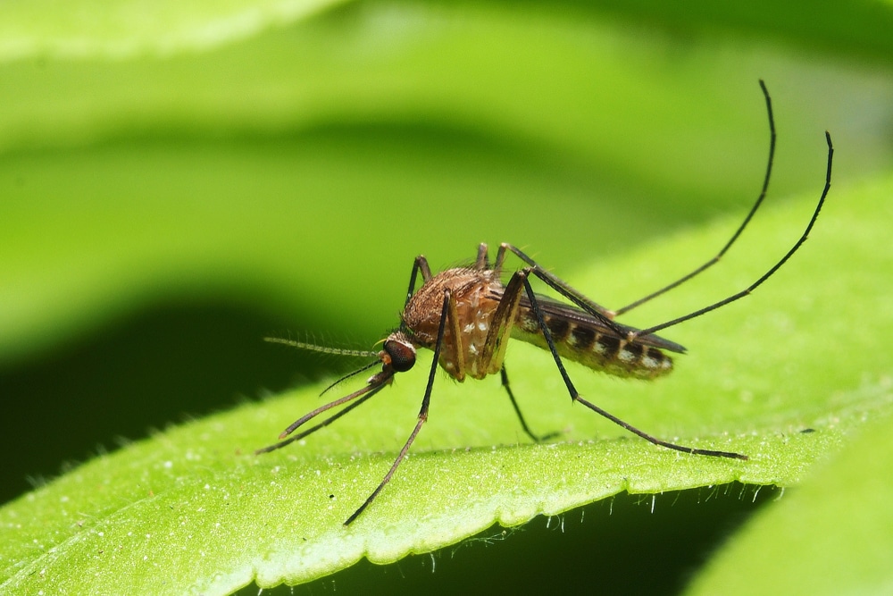 Two people in Michigan test positive for rare mosquito-borne virus’ with 50% hospitalization rate