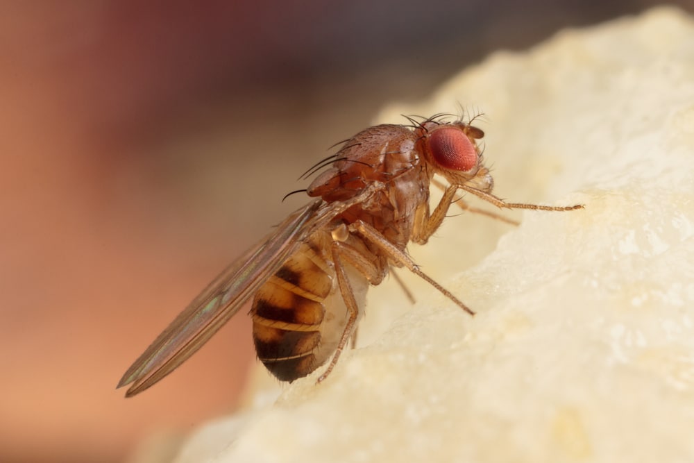 Scientists alter genomes of female fruit flies, allowing them to reproduce without any contribution from a male