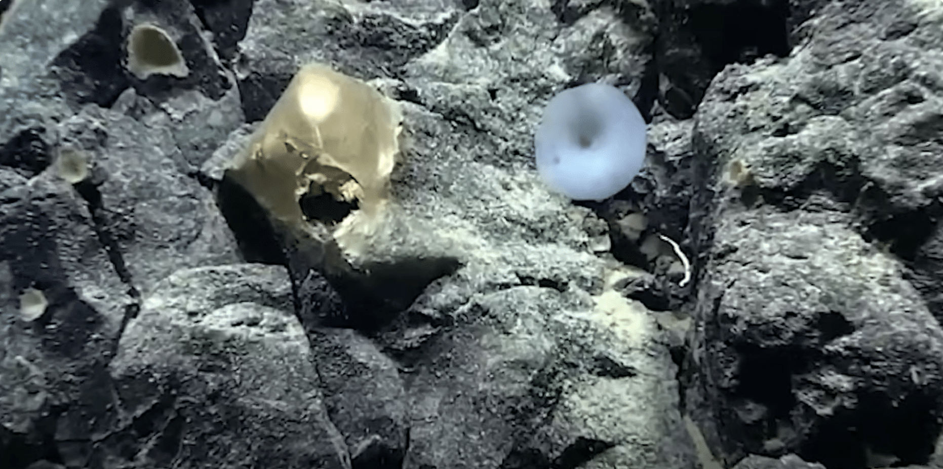 Scientists discover mysterious golden ‘Orb’ in the ocean