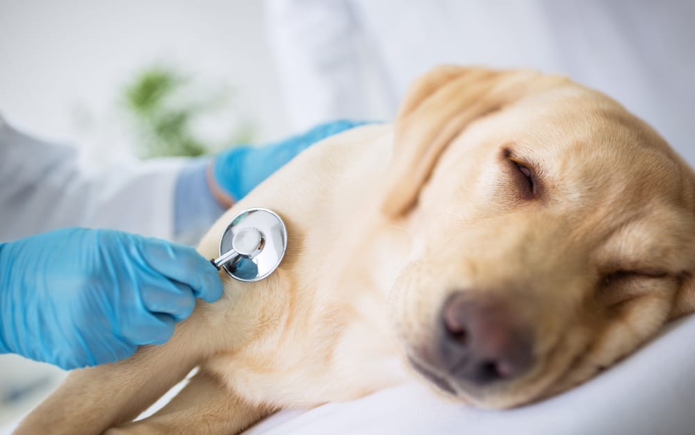 DEVELOPING: Infectious disease found in dogs has begun spreading to humans
