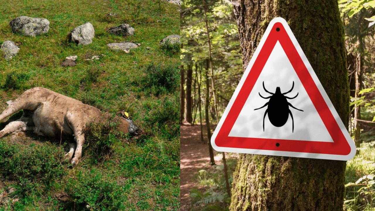 CDC sounds the alarm as “Cow-Killing Ticks” spread across 19 states in America