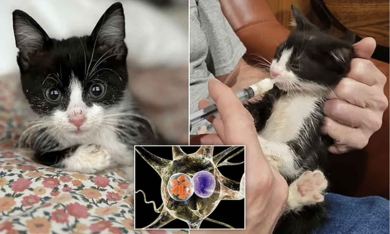 Rescued Kitten puts millions at risk for rare form of rabies never seen before in Nebraska