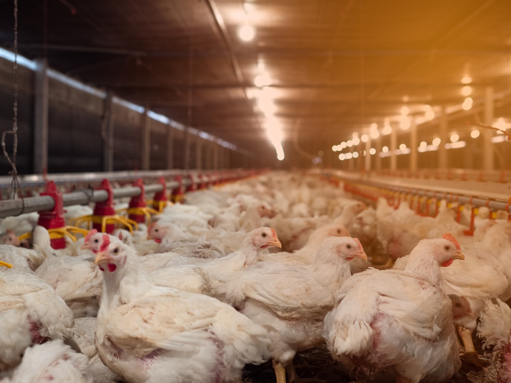 Nearly one million chickens to be killed on a Minnesota farm because of bird flu