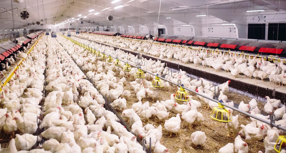 Ohio egg farm becomes the latest to slaughter over 1.3 million chickens to combat bird flu outbreak