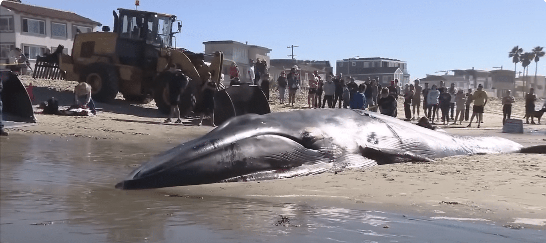 52-foot-long dead fin whale washes up on San Diego beach in a rare event and no one can explain why.