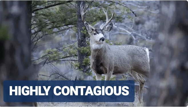 Scientists greatly concerned that highly contagious “zombie deer disease” could spread to humans