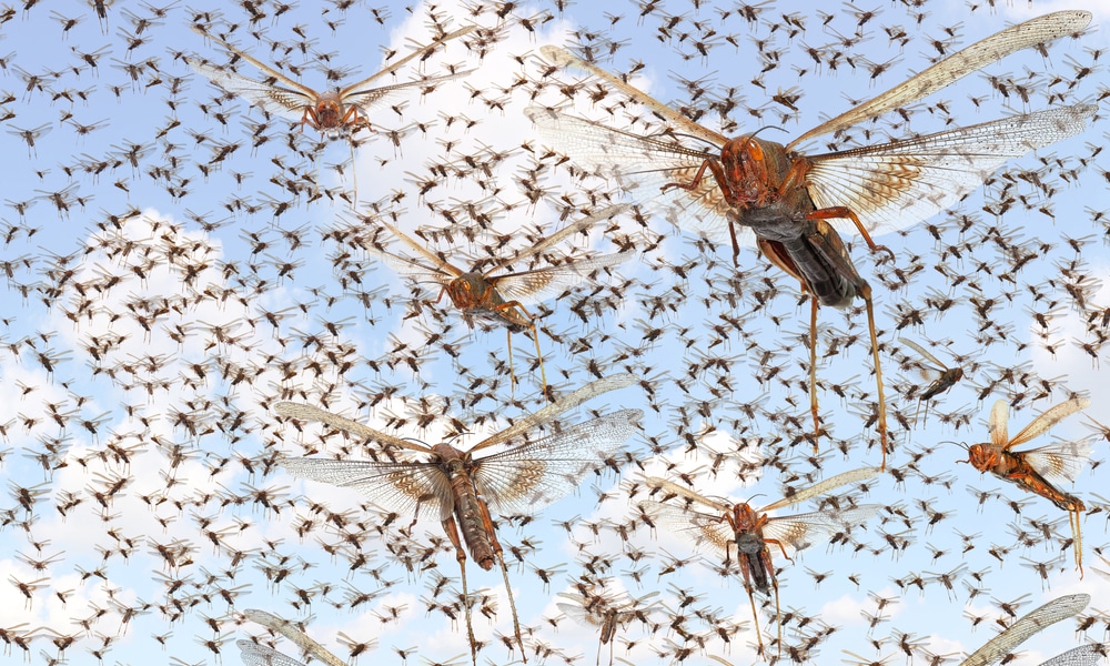 Swarm of locusts fill the skies of Mexico; Residents fear the end of the World