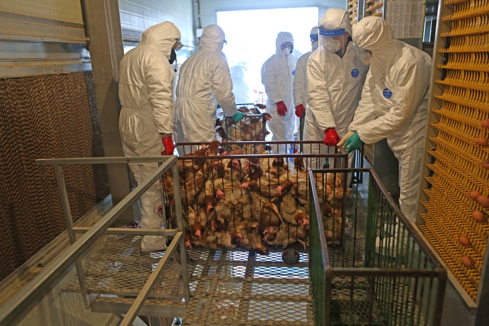 France has just been placed on ‘high’ alert for bird flu after new cases detected