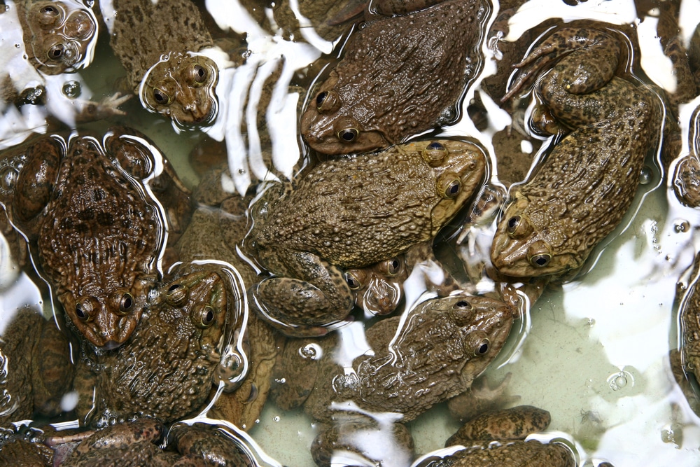 Plague of frogs, toads and tadpoles causes multi-car pile-up